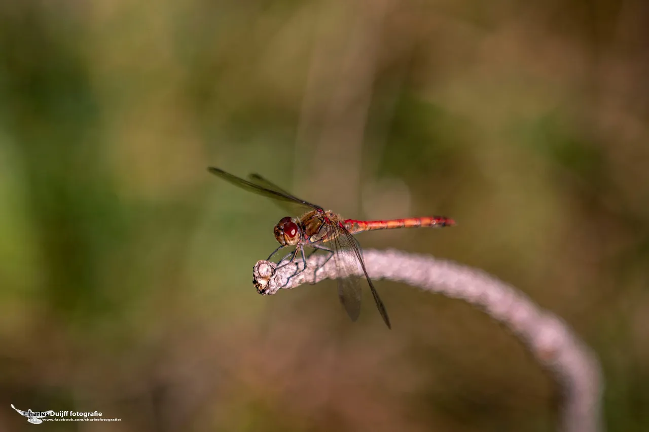 libelle mooi