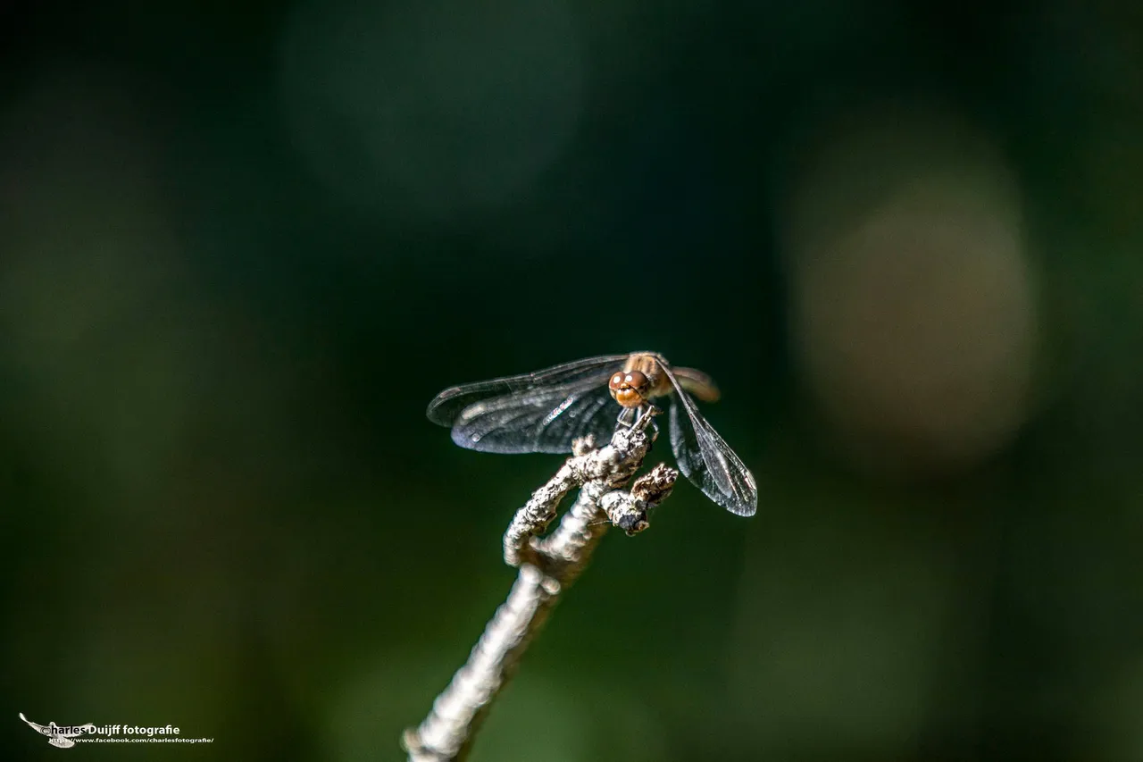 libelle2