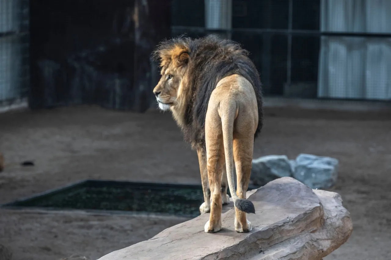 lion3