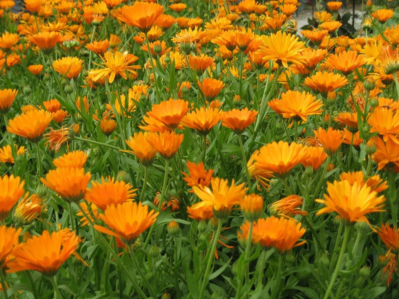 marigold 421385 1280