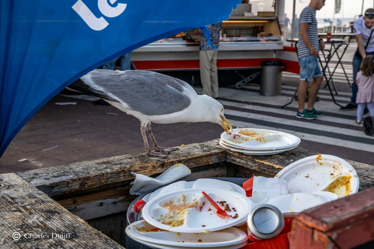meeuw eten