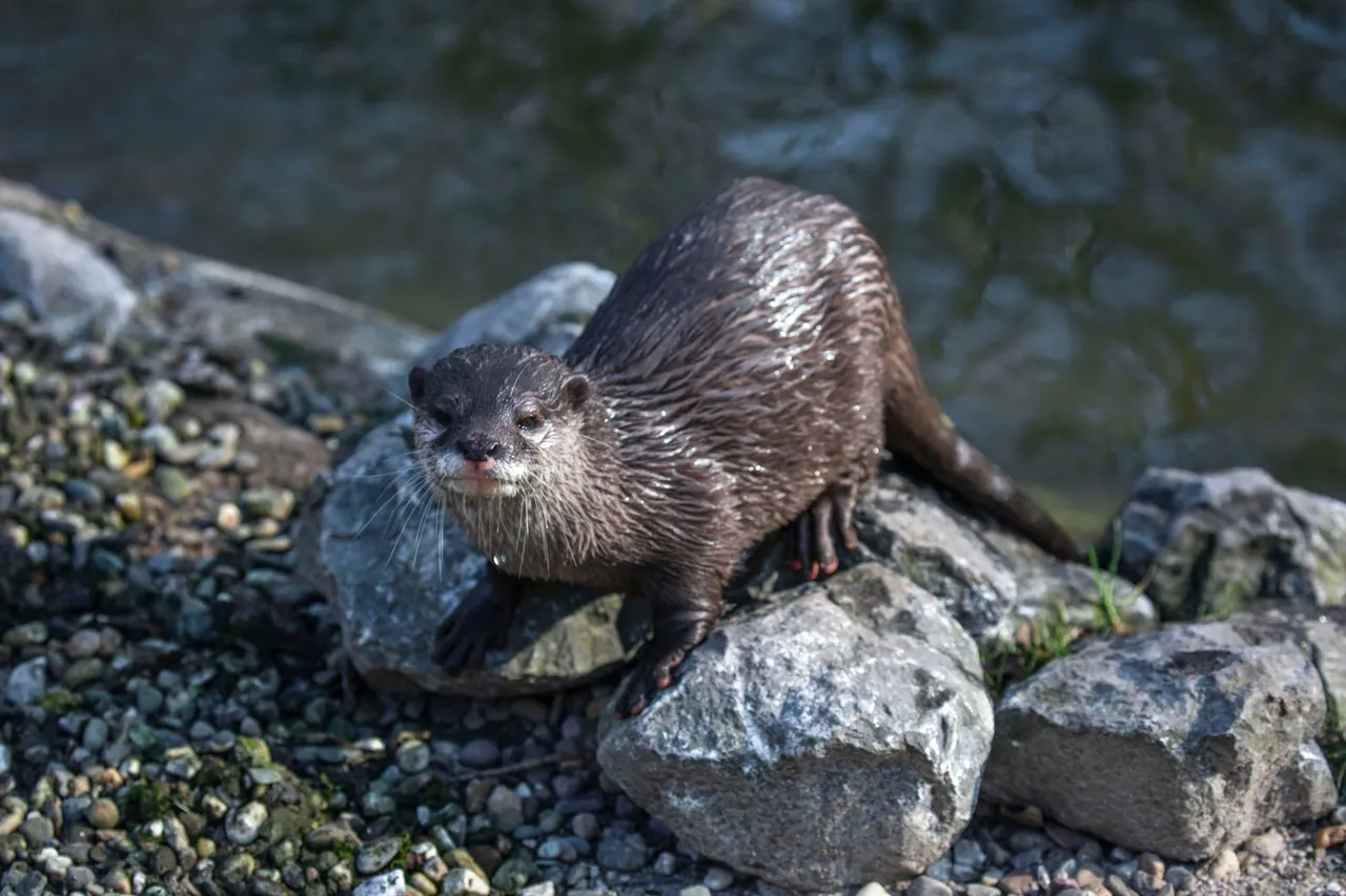 otter stenen