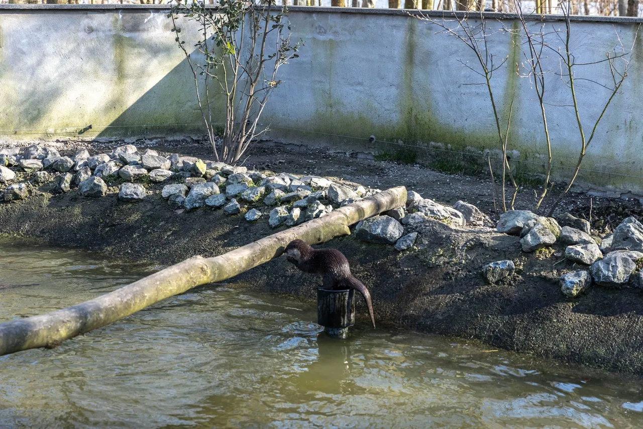 otter
