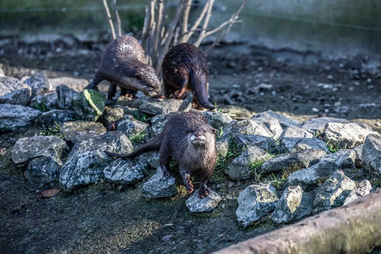 otters b