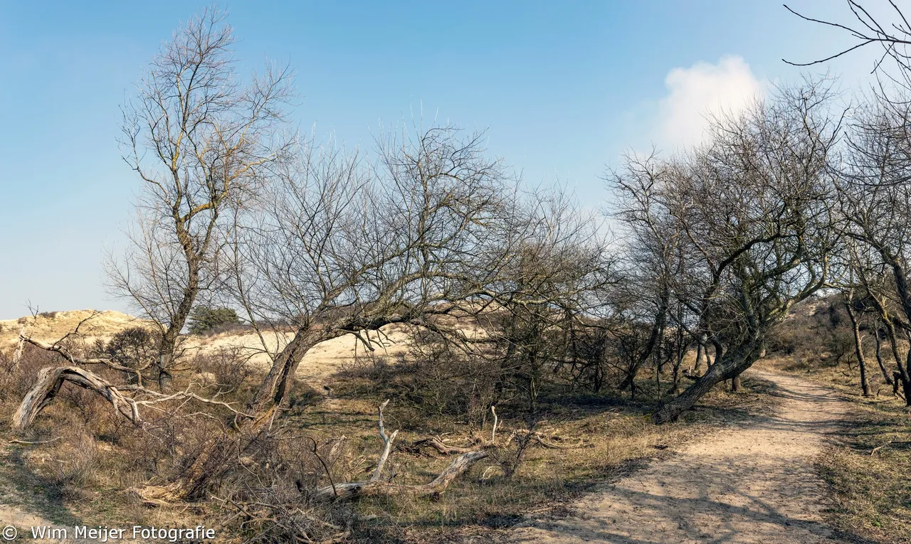 pano5 kennemerduinen maart 2021 wim meijer fotografie