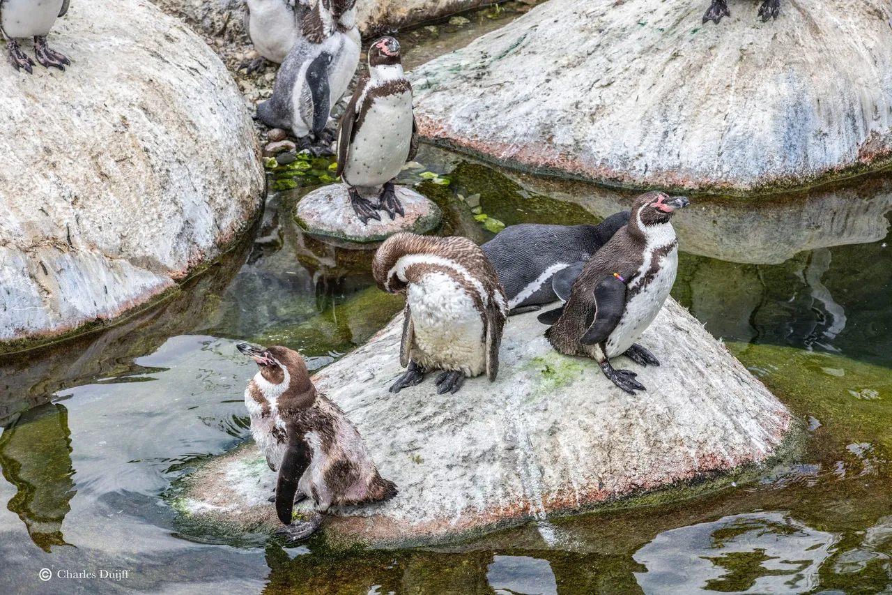 pinguins