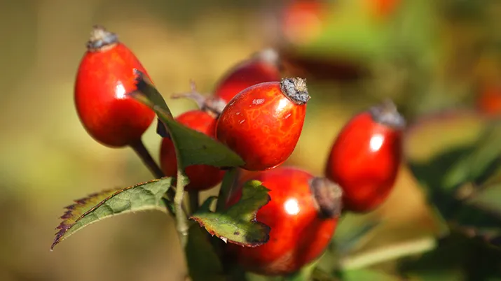 rozenbottel pixa
