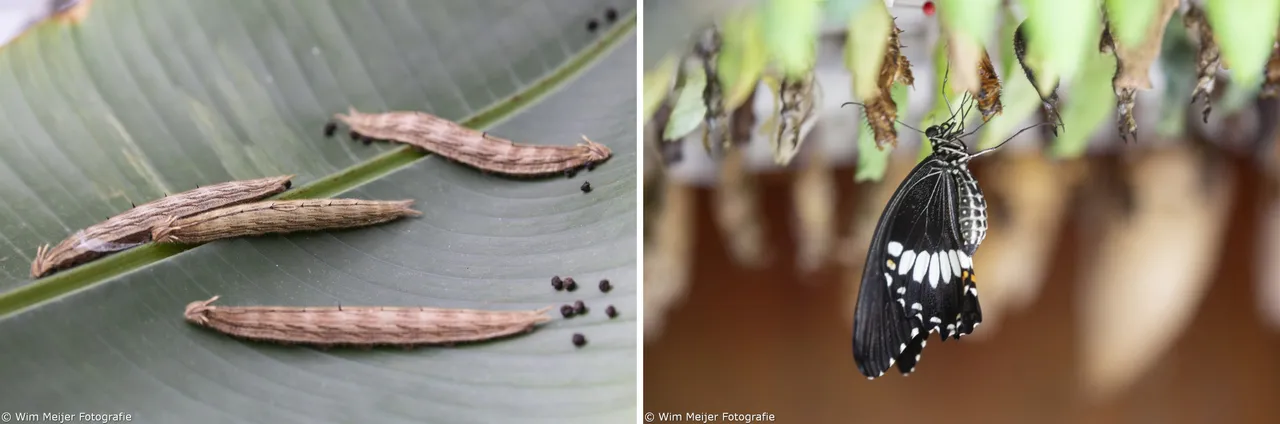 rupsenkwekerij en poppenkast