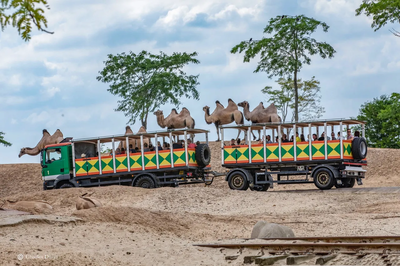 safaribus