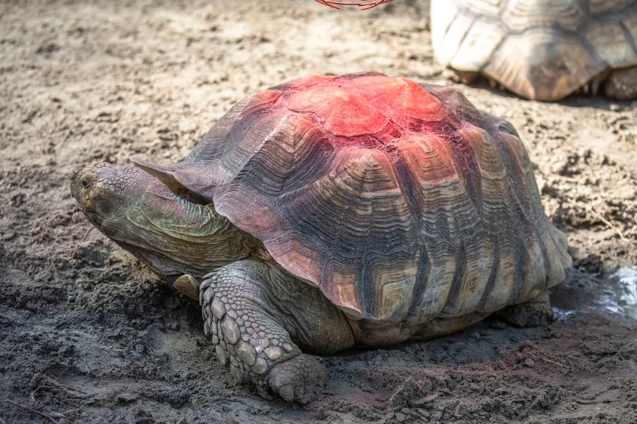 schildpad