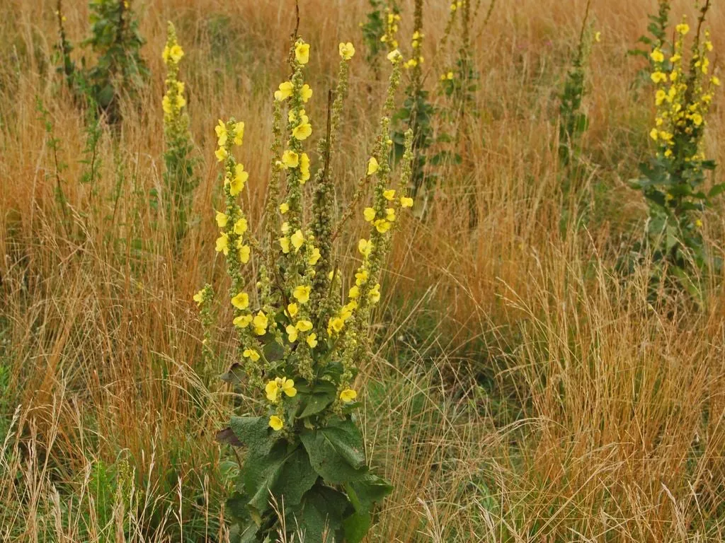 scrophulariaceae verbascum thapsus 8304663110 1