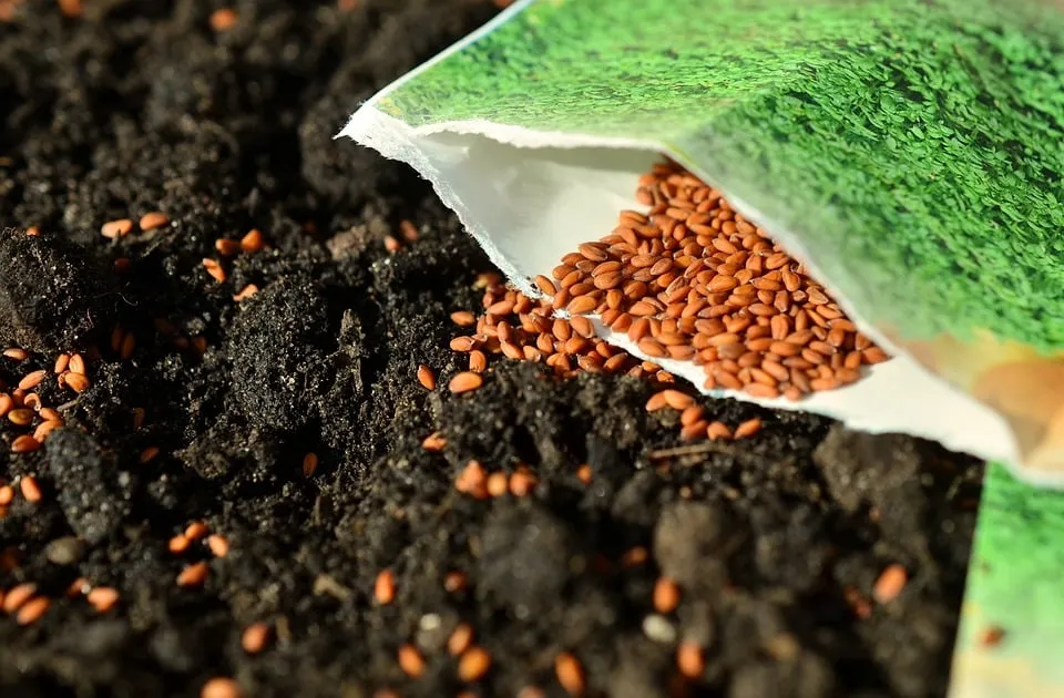seeds 1302793 960 720 1