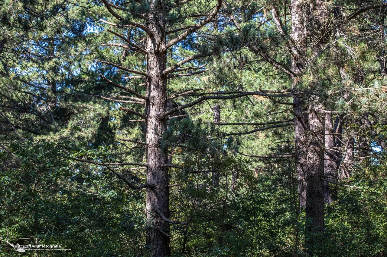 sun through trees