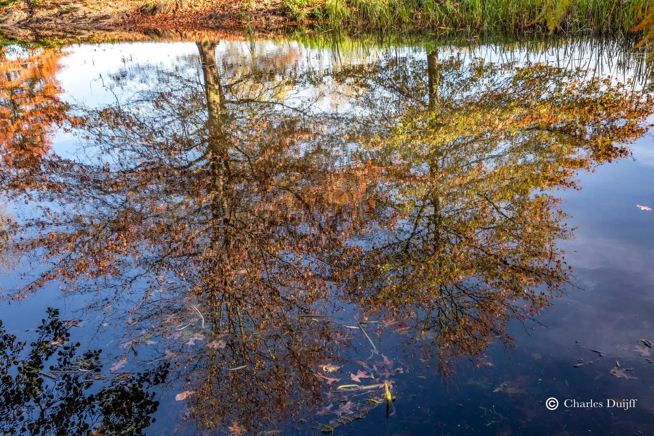 trees in the water