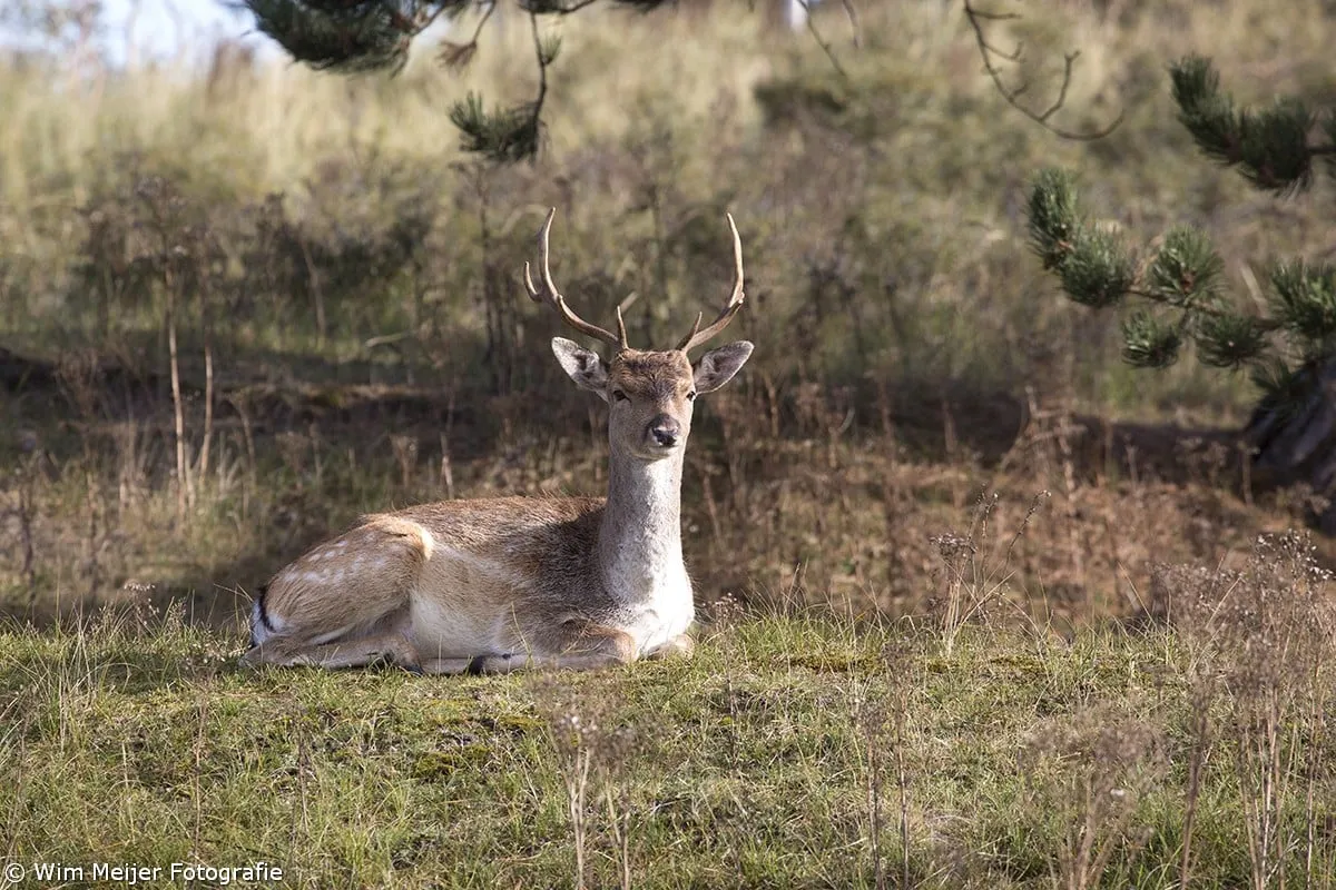 wim meijer fotografie 5i5a2882
