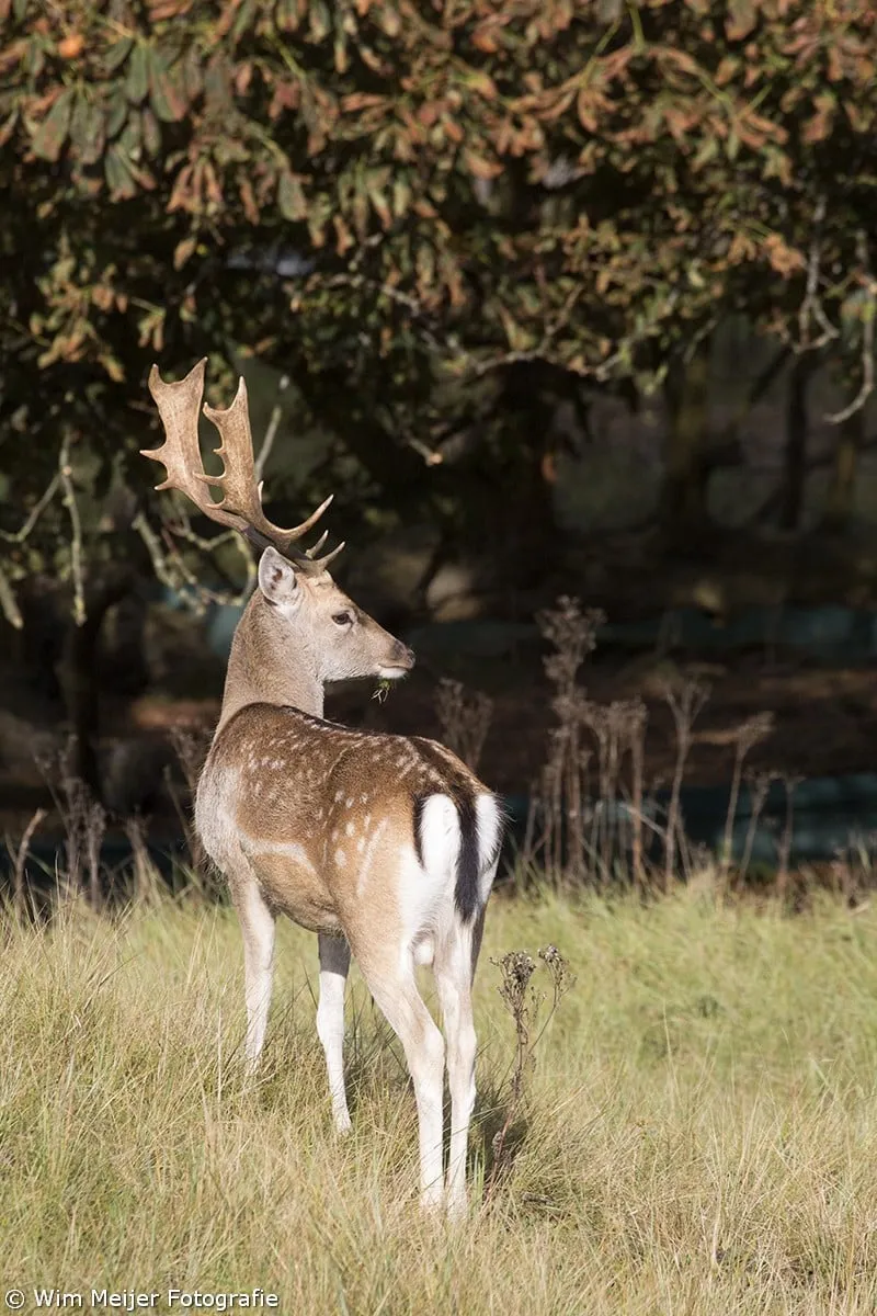 wim meijer fotografie 5i5a2888