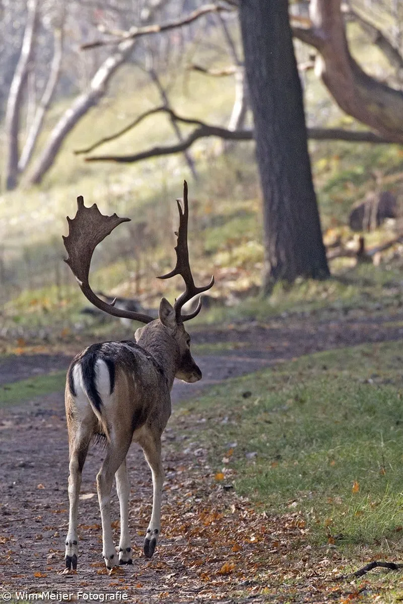 wim meijer fotografie 5i5a3269