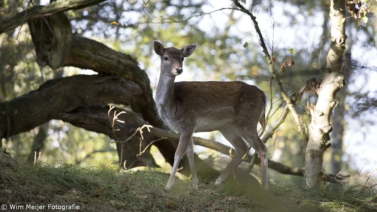 wim meijer fotografie 5i5a3305