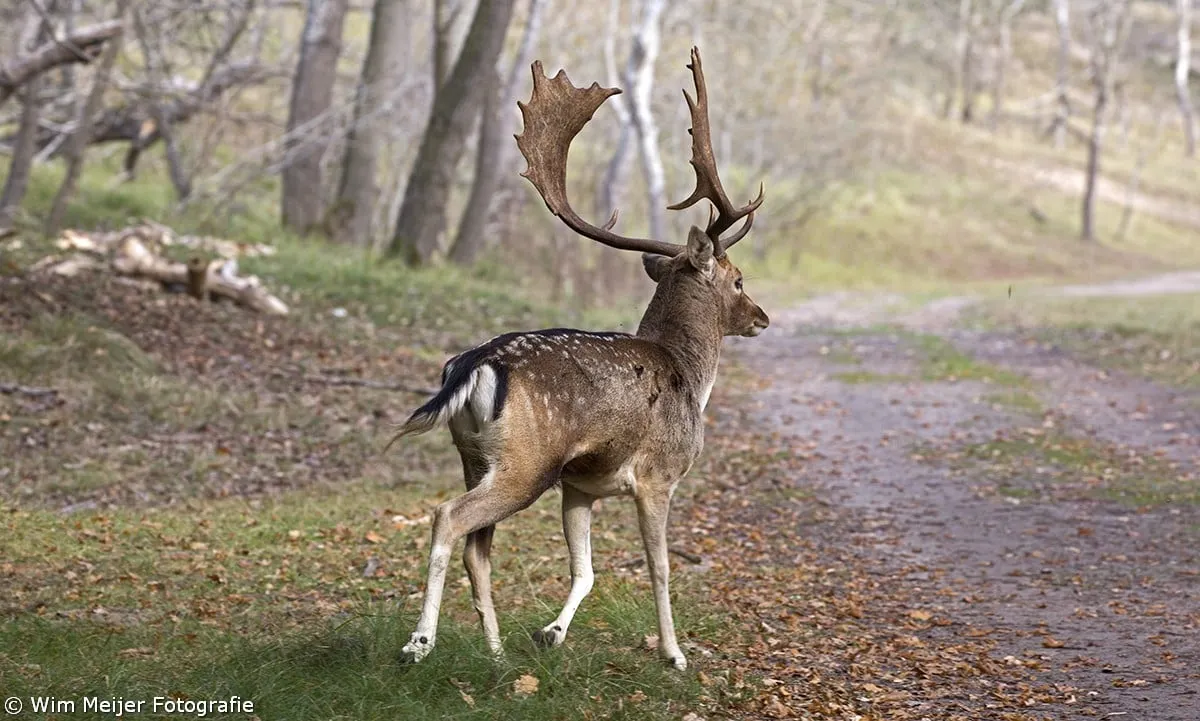 wim meijer fotografie 5i5a3346