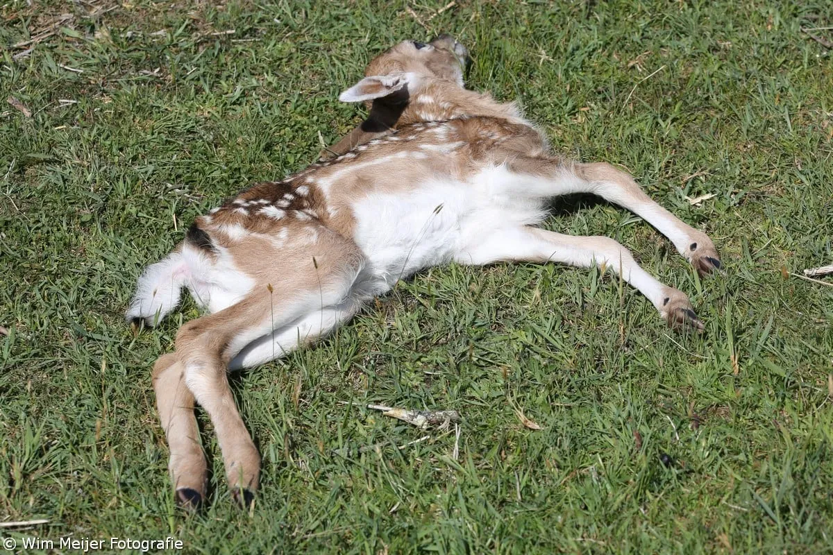 wim meijer fotografie 5i5a8797