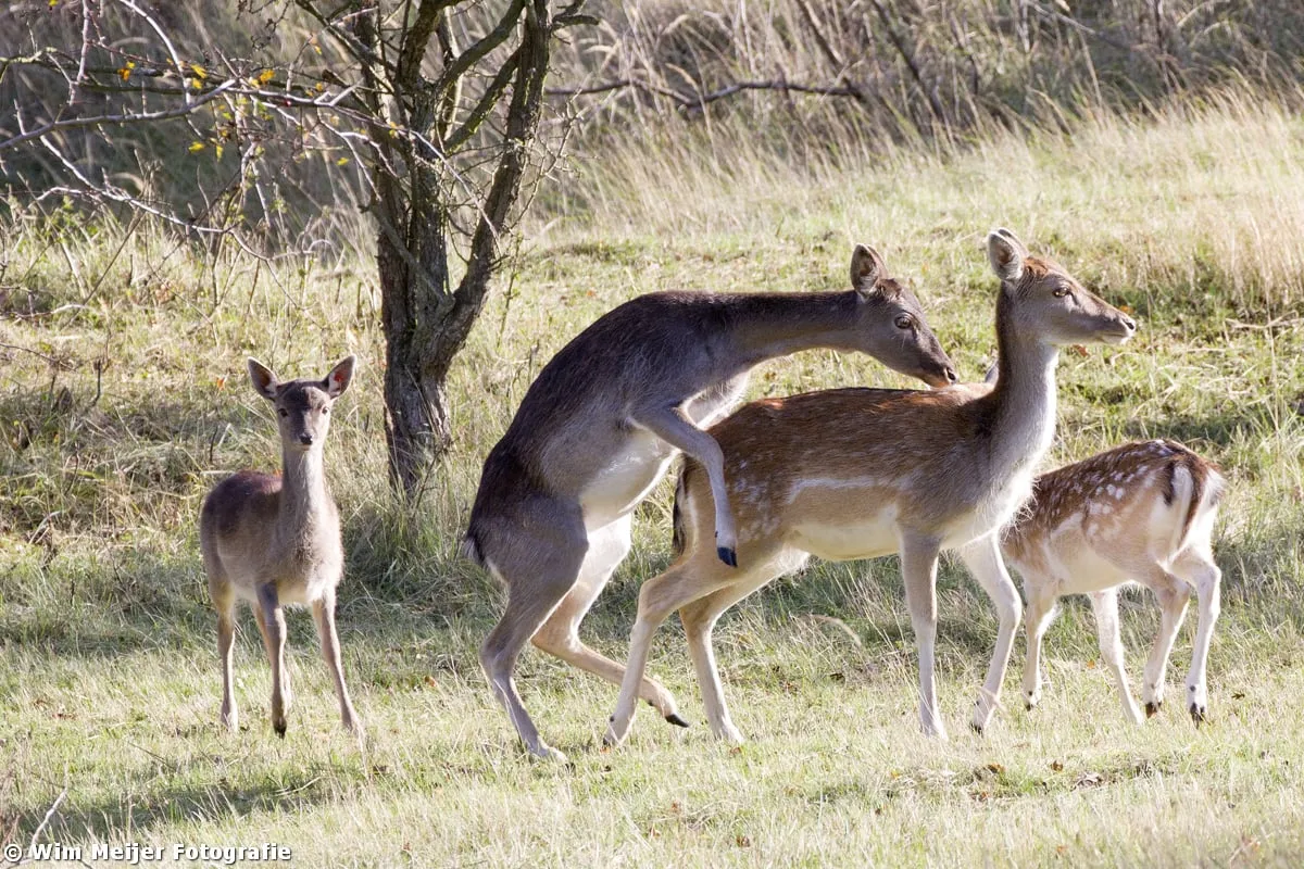 wim meijer fotografie bambi1