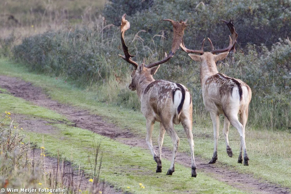 wim meijer fotografie bambi5