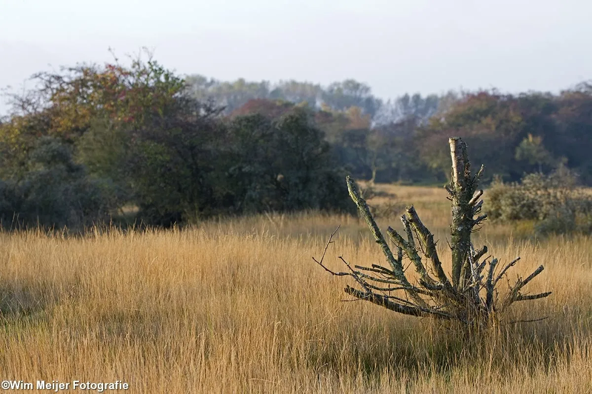 wim meijer fotografie gu 5