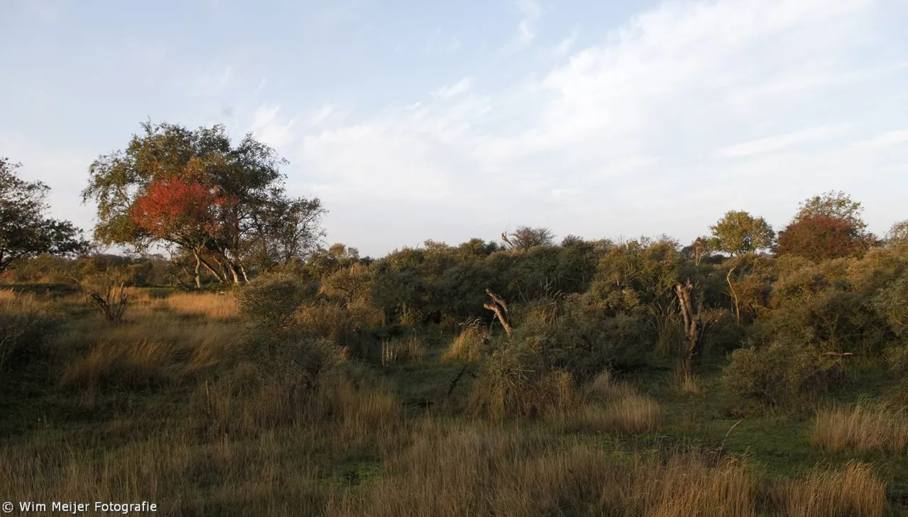 wim meijer fotografie herfst gouden uur 3