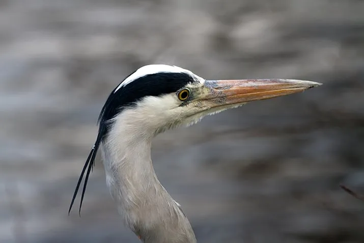 wim meijer fotografie img 1125
