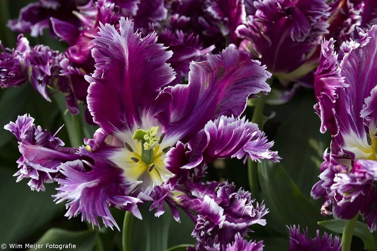 wim meijer fotografie keukehof1