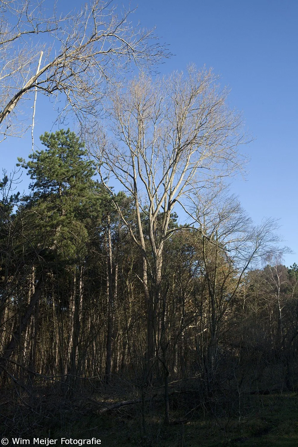 wim meijer fotografie mg 7248