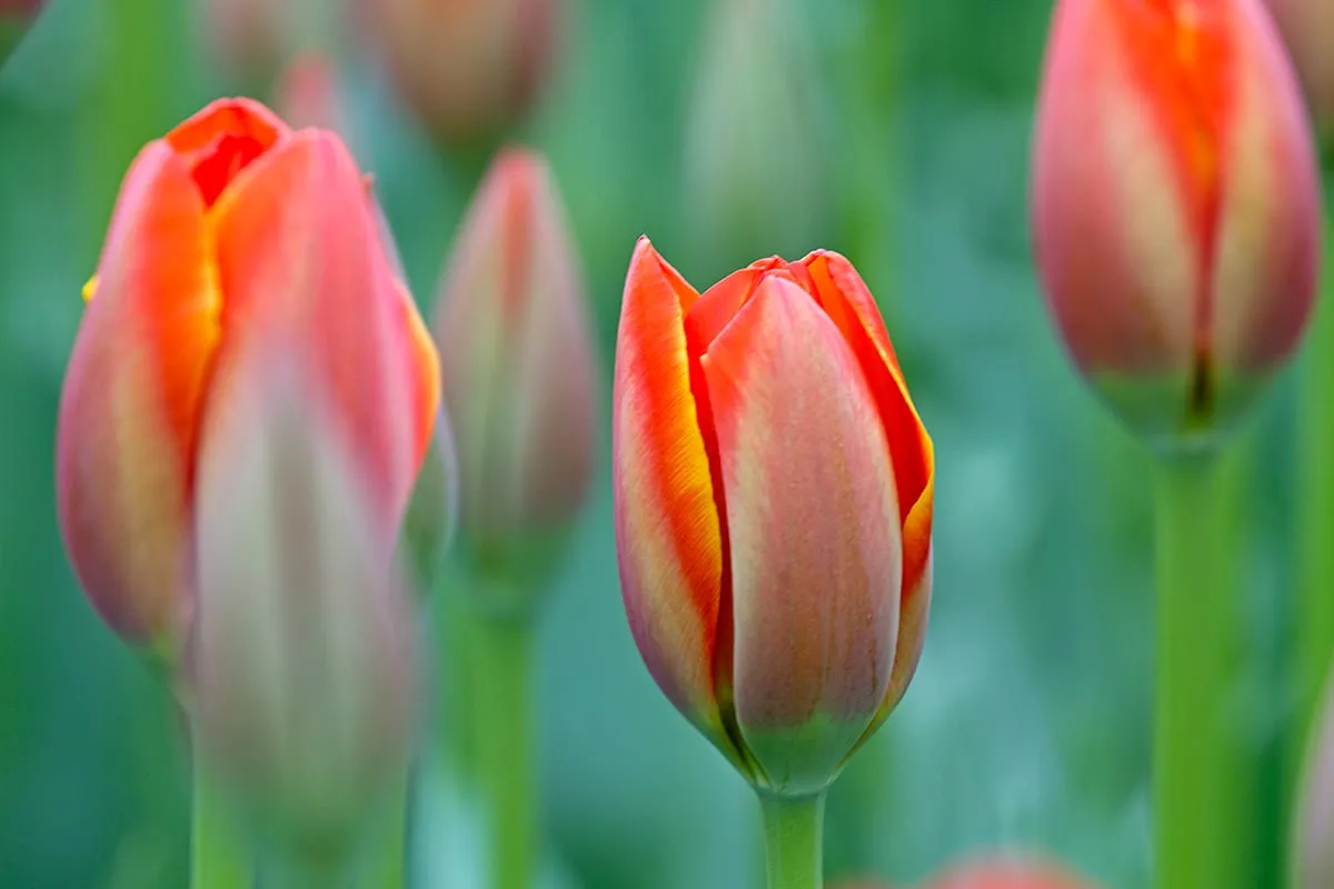 wim meijer fotografie tulp02