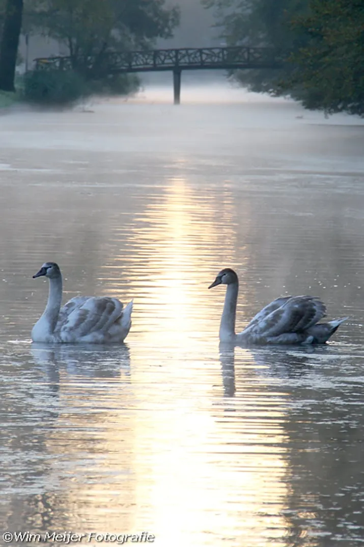 wim meijer fotografie zwanenzang