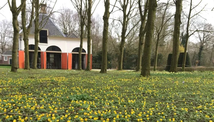 winterakoniet foto eveline blok 715x408