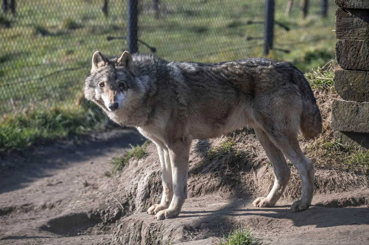 wolf