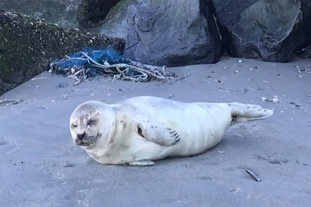 zeehond