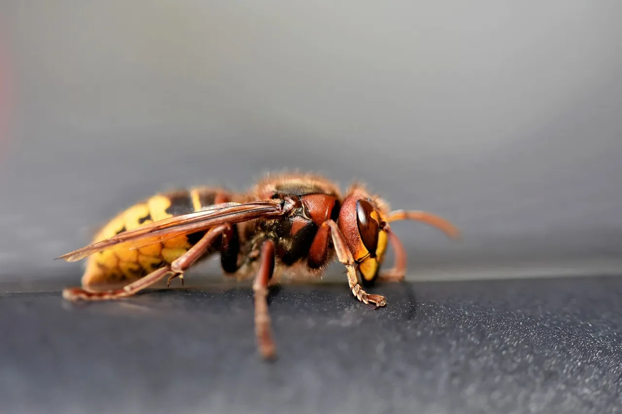 european hornet 7439863 1920