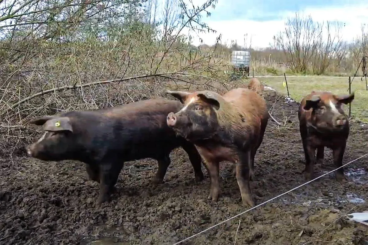 Naamloos-1 varkens