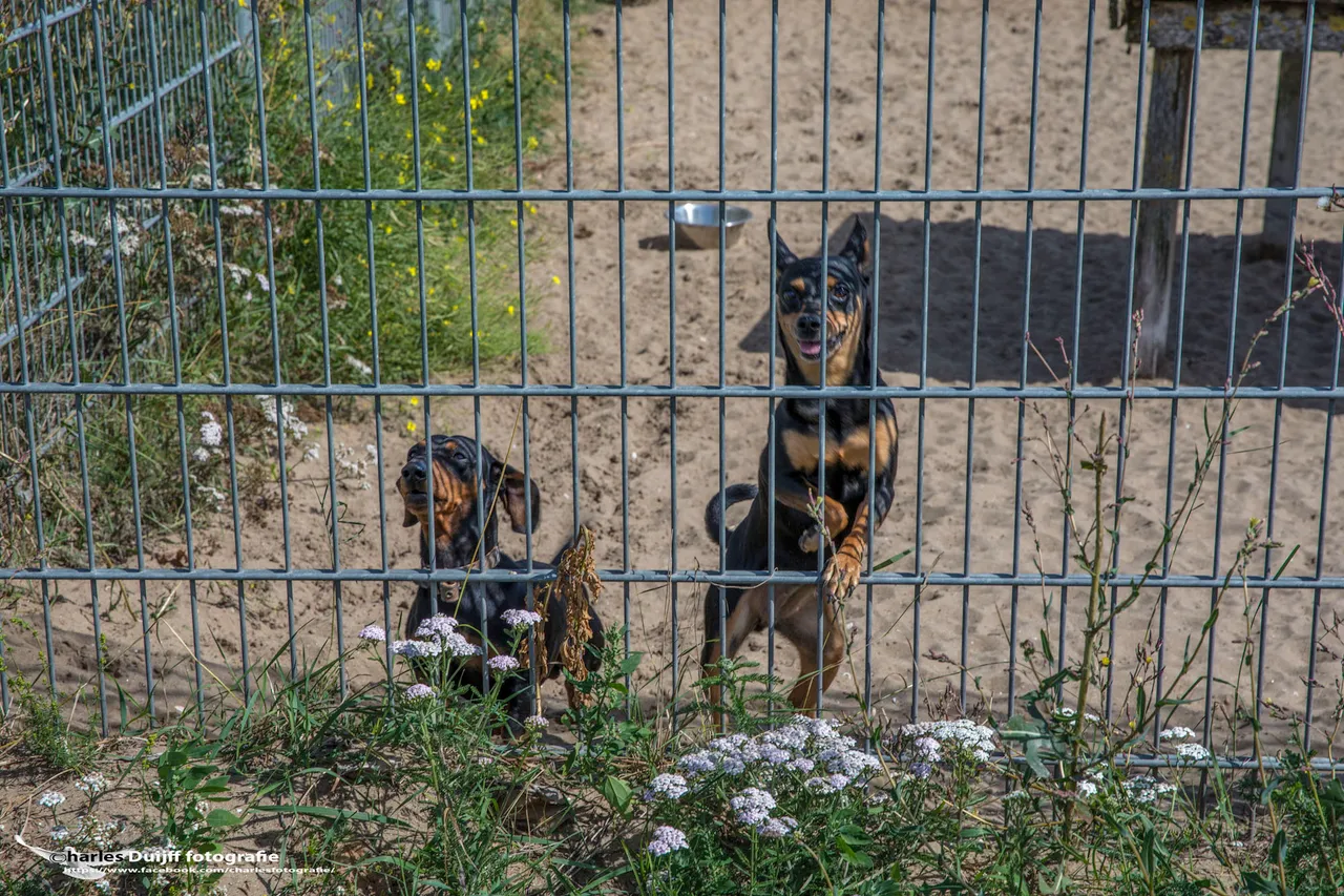 2honden
