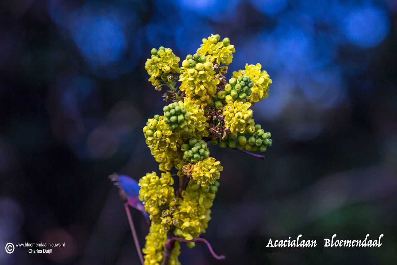 acacialaan bloem