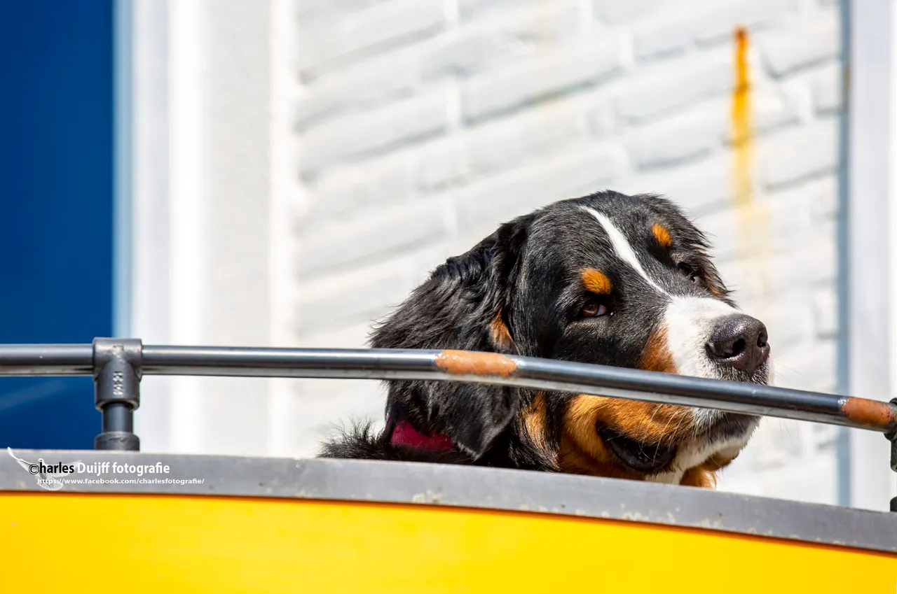 balcon inspectie hond