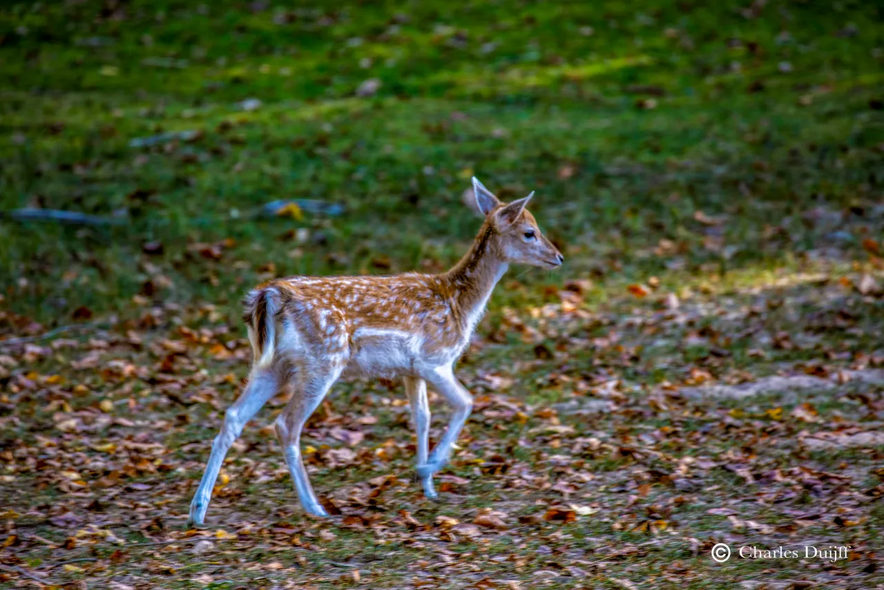 bambi