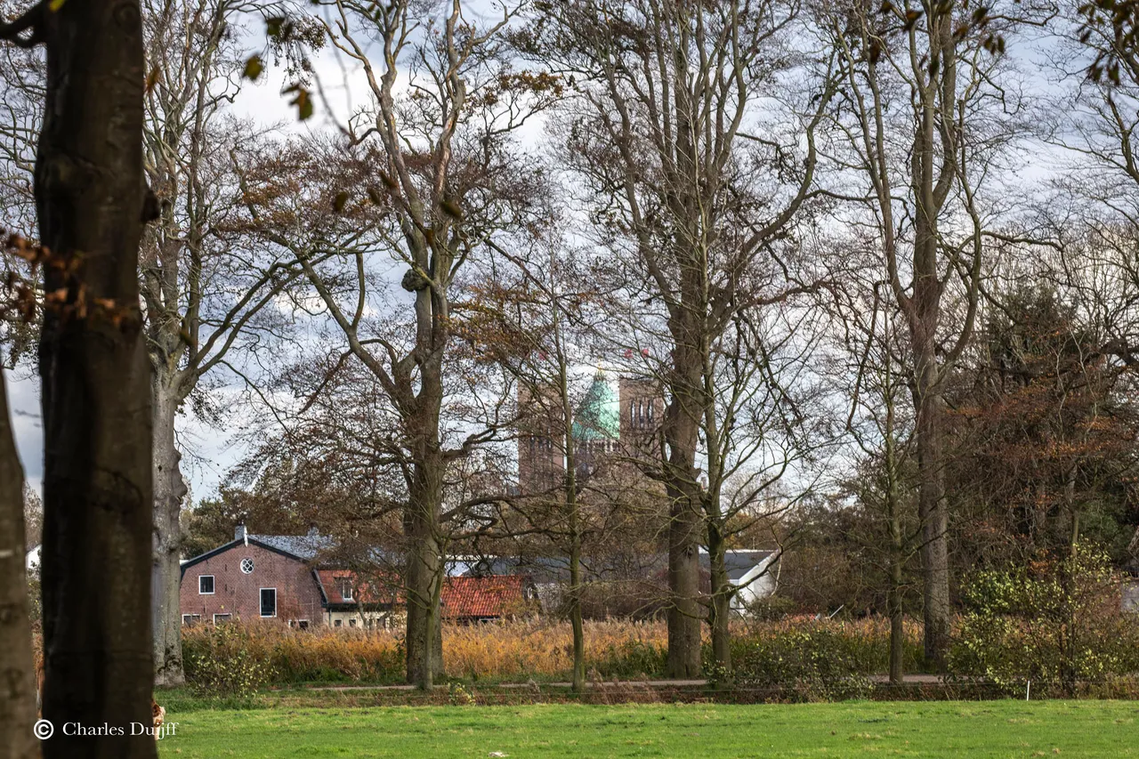 bavo