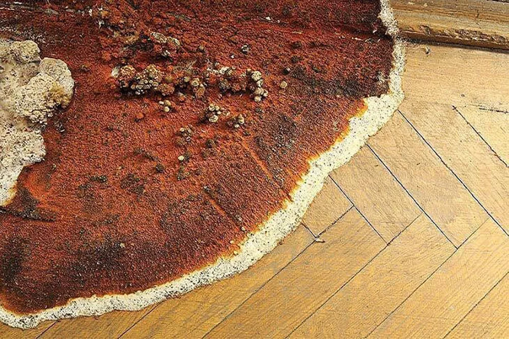 beestjes kwijt rechtenvrije afbeelding 1 1