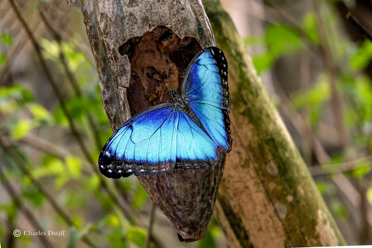 blauwe vlinder