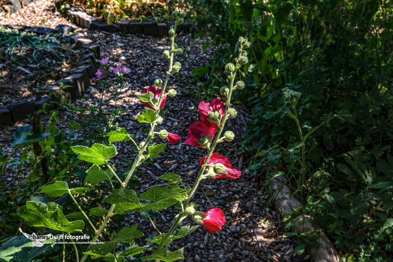 bloemen in de zon