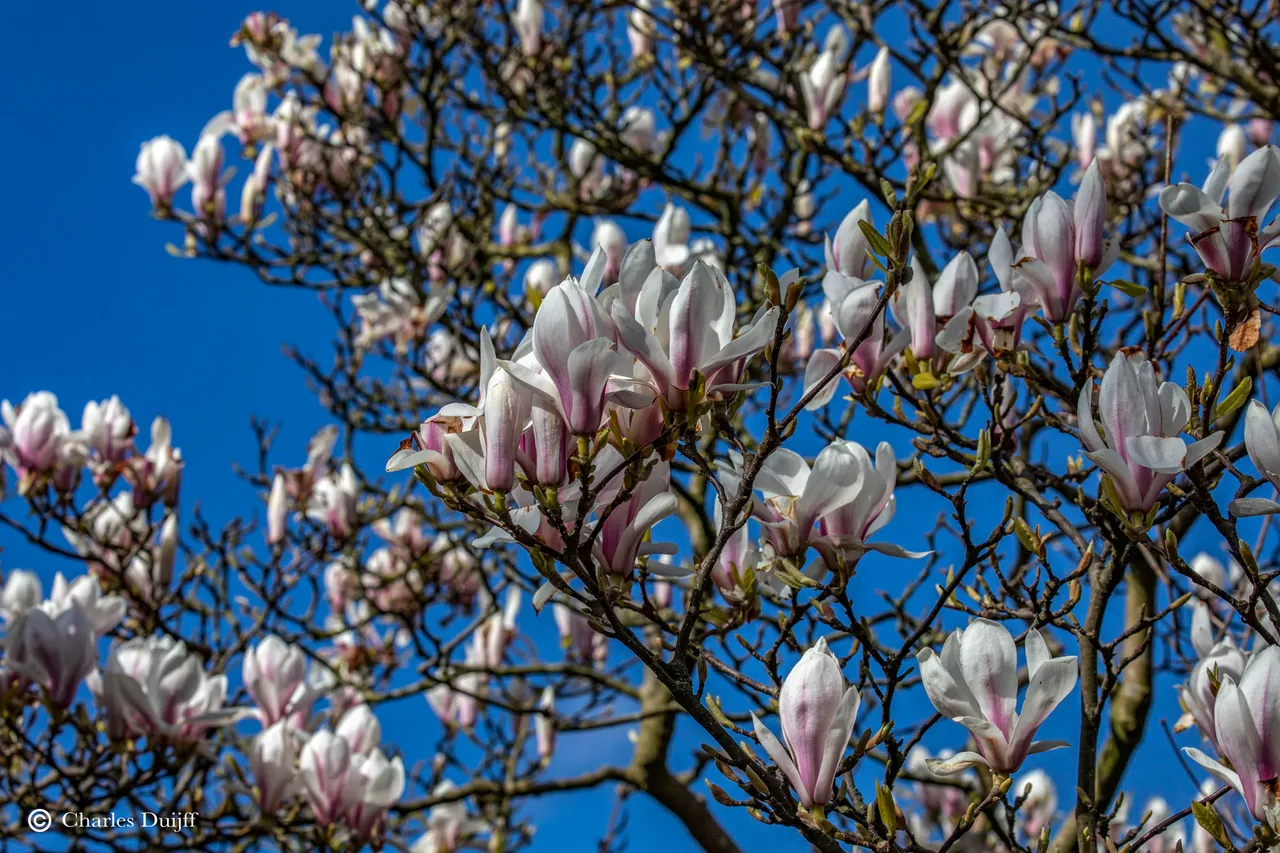 blossom