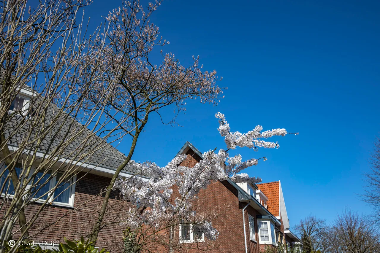 blossom2