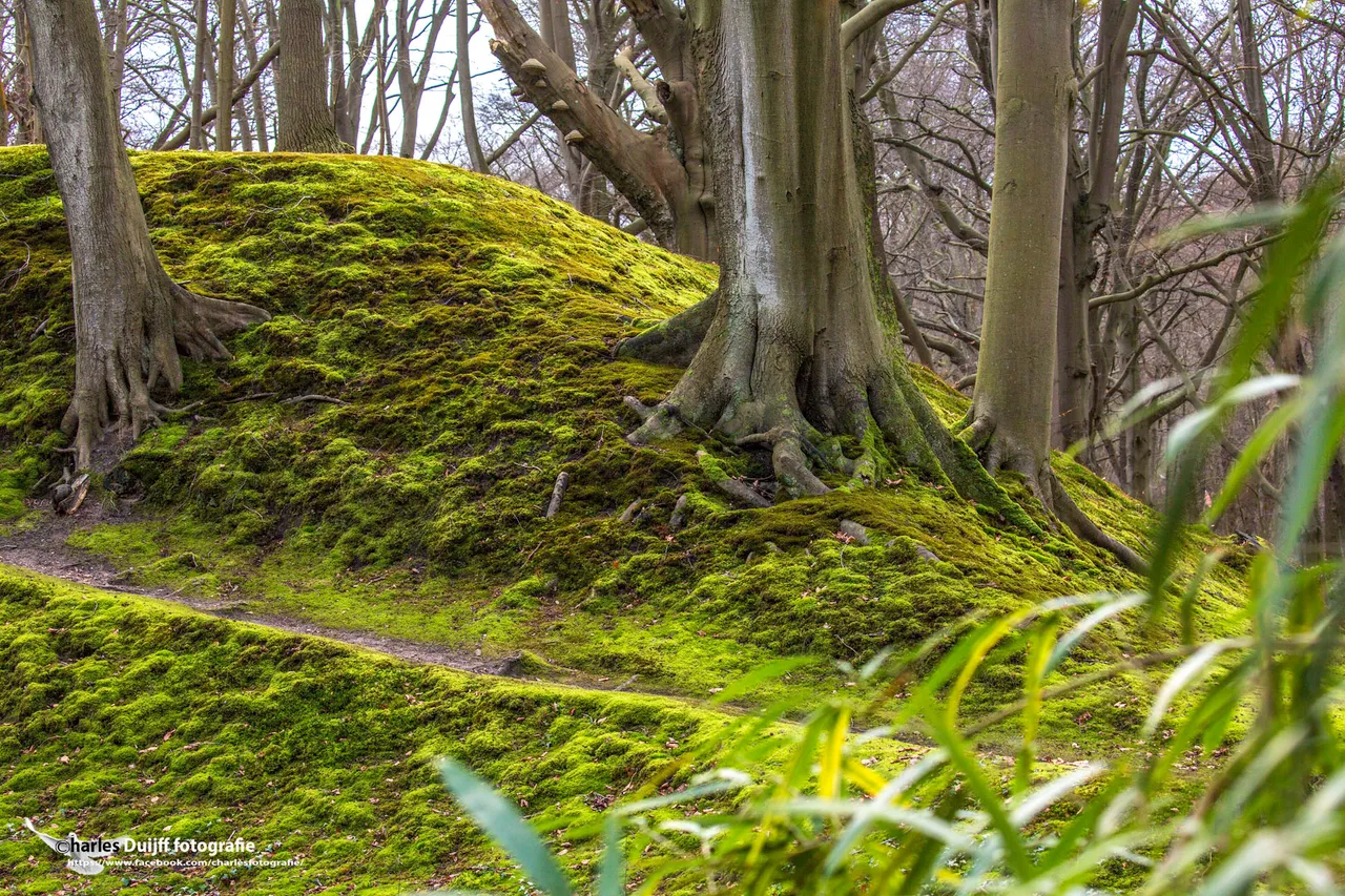 bomen in mos
