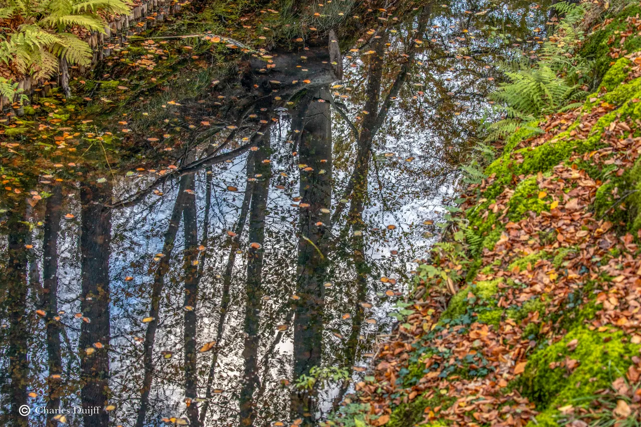 bomen in water